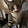Mylo