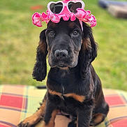 Kiara a rejoint le concours — aidez-le/la à gagner de superbes lots ! accessory, adorable, animal, black_dog, closeup, cute, dog, grass, hat, heart_shaped_sunglasses, outdoor, pet, pink_hat, plaid_cushion, playful, portrait, puppy, sitting, tan_markings, young_dog