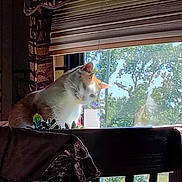 Ophelia is registered to the contest to win money with this photo: animal, blinds, cat, chair, cozy, curious, curtains, daylight, furniture, greenery, head_tilt, home, indoor, jacket, pet, plant, reflection, sunlight, window, wood