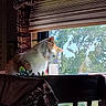 animal, blinds, cat, chair, cozy, curious, curtains, daylight, furniture, greenery, head_tilt, home, indoor, jacket, pet, plant, reflection, sunlight, window, wood