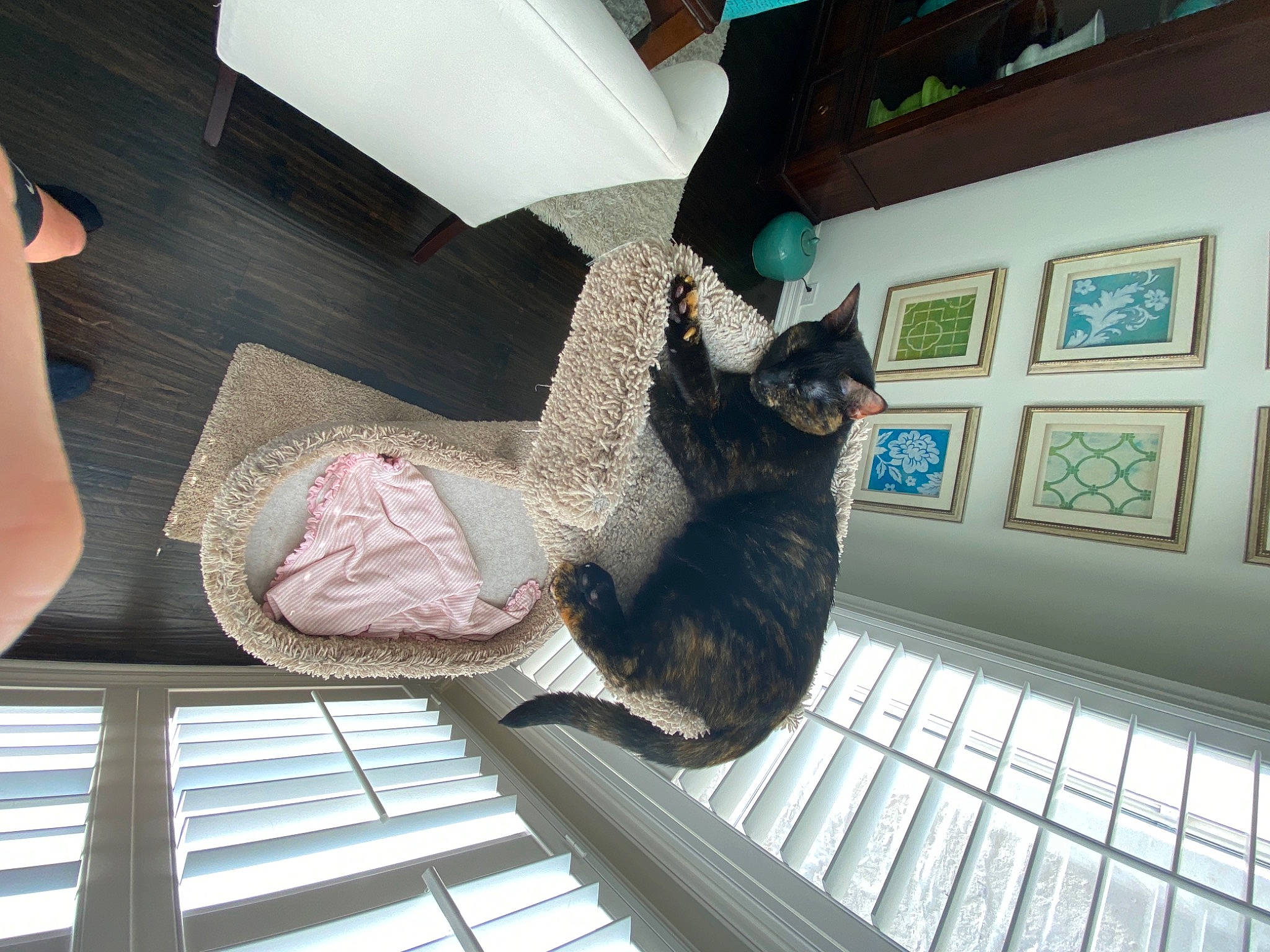 Beebs is registered to the contest to win money with this photo: carnivore, cat, comfort, domestic_short_haired_cat, felidae, floor, flooring, foot, fur, hardwood, human_leg, mammal, pattern, room, small_to_medium_sized_cats, tail, thigh, whiskers, window, wood