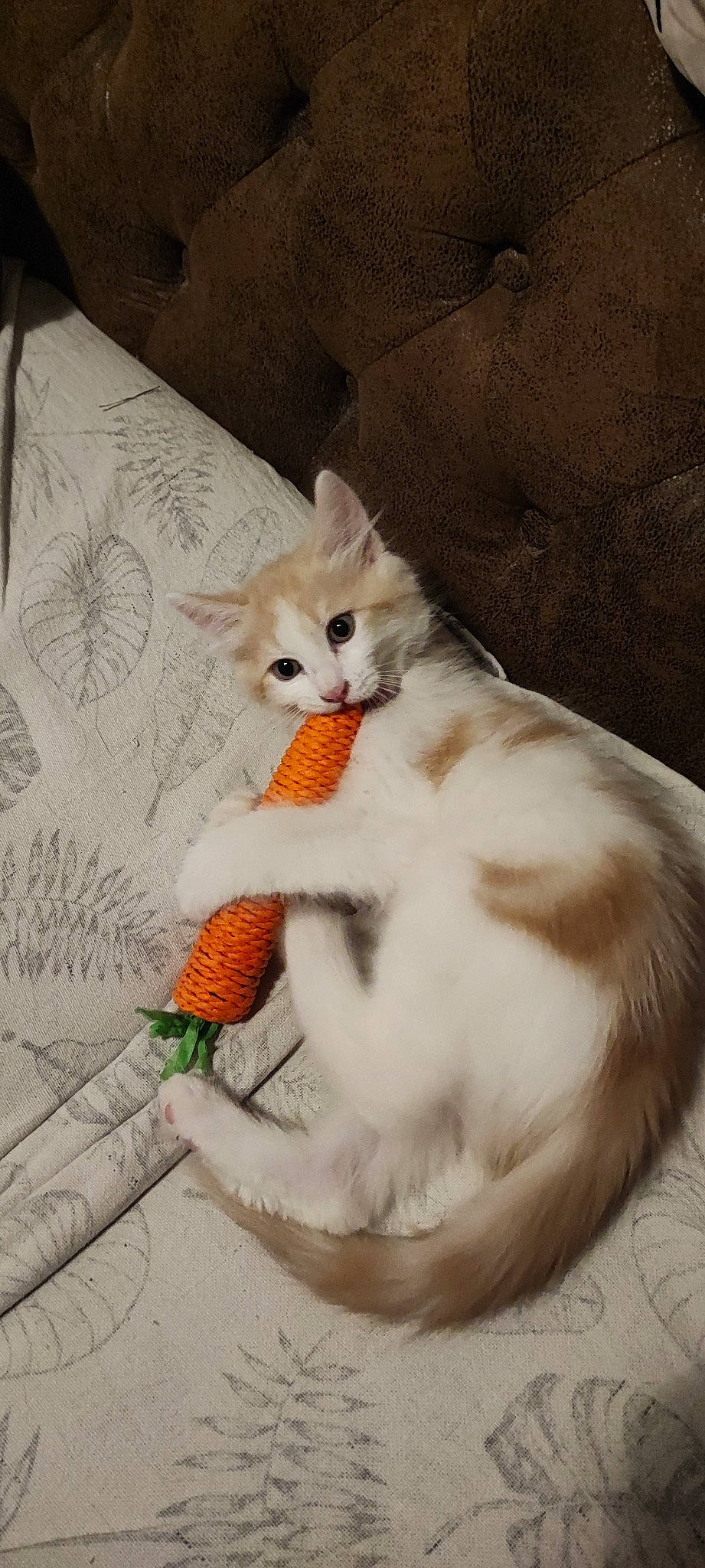 Balmoral participe au concours pour gagner de l'argent avec cette photo : art, bed, canidae, carnivore, cat, chair, claw, comfort, companion_dog, couch, domestic_short_haired_cat, fawn, felidae, fur, linens, paw, photo_caption, small_to_medium_sized_cats, tail, whiskers