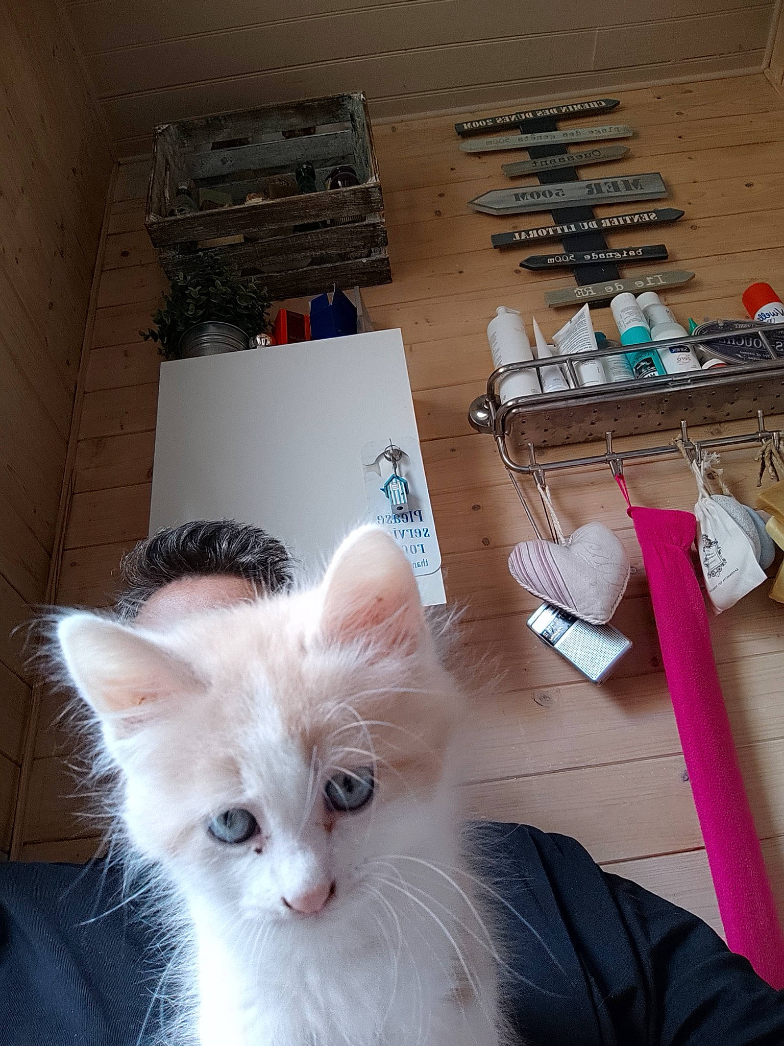 Balmoral a rejoint le concours — aidez-le/la à gagner de superbes lots ! box, carnivore, cat, domestic_short_haired_cat, felidae, fur, paper, paper_product, room, small_to_medium_sized_cats, tail, whiskers