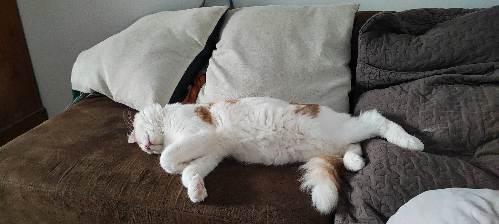 Balmoral participe au concours pour gagner de l'argent avec cette photo : carnivore, cat, claw, comfort, companion_dog, couch, dog_breed, fawn, felidae, foot, fur, hardwood, linens, natural_material, paw, small_to_medium_sized_cats, tail, terrestrial_animal, whiskers, wood