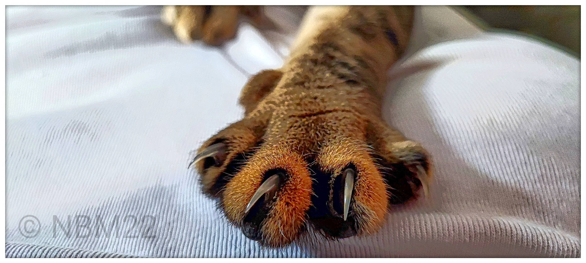 Lady Attic a rejoint le concours — aidez-le/la à gagner de superbes lots ! arthropod, canidae, carnivore, claw, dog_breed, fawn, felidae, foot, gesture, insect, liver, moths_and_butterflies, paw, pollinator, small_to_medium_sized_cats, snout, sporting_group, terrestrial_animal, whiskers, wing