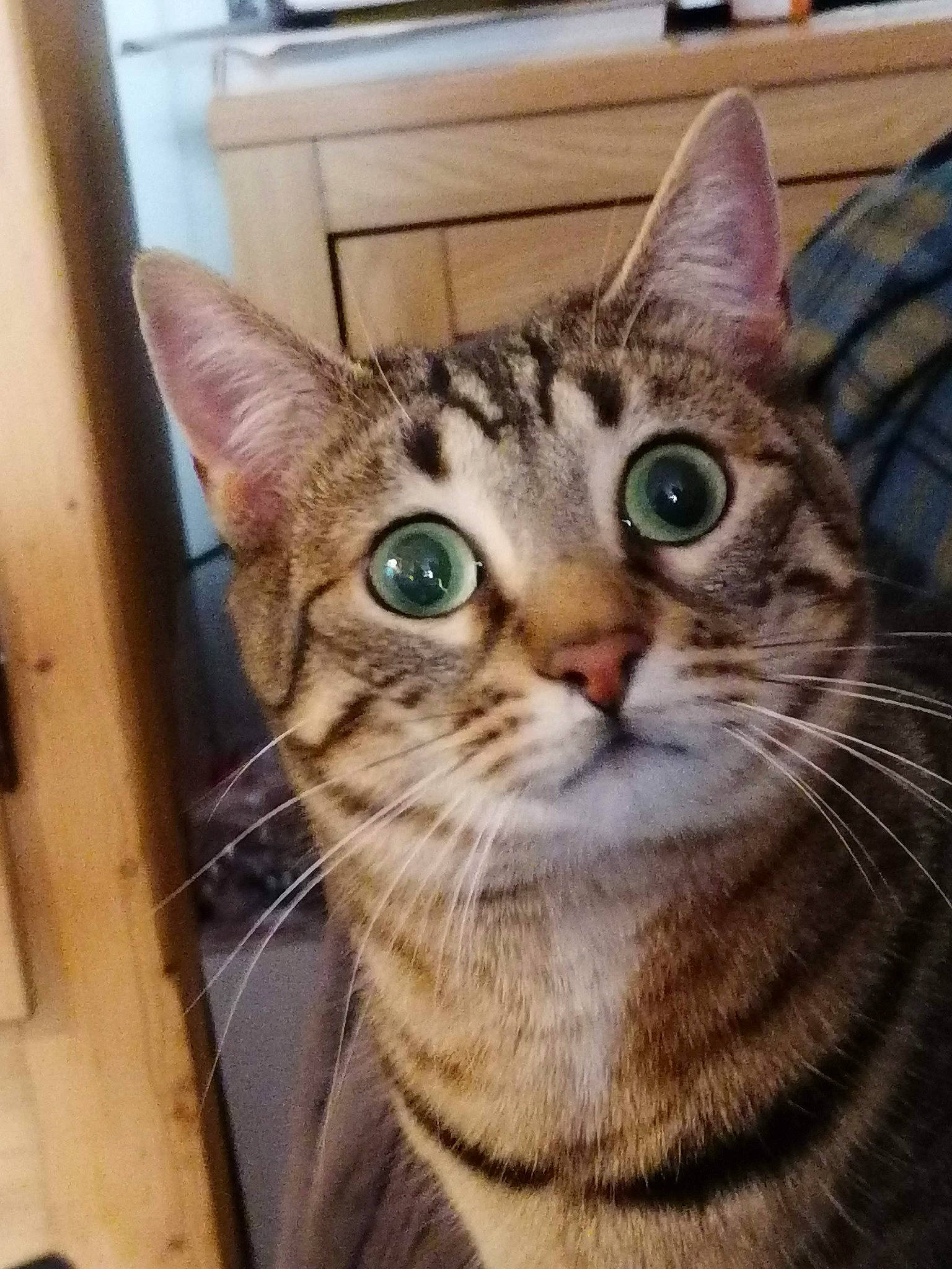 Lady Attic a rejoint le concours — aidez-le/la à gagner de superbes lots ! carnivore, cat, domestic_short_haired_cat, door, felidae, fur, iris, small_to_medium_sized_cats, snout, terrestrial_animal, whiskers, wood