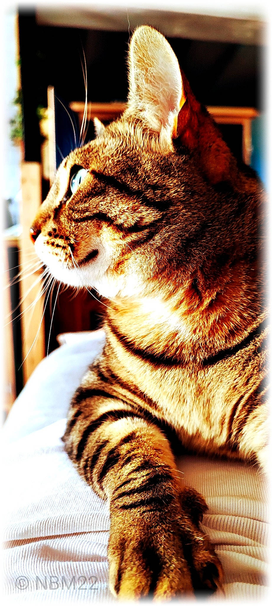 Lady Attic a rejoint le concours — aidez-le/la à gagner de superbes lots ! carnivore, cat, claw, domestic_short_haired_cat, fawn, felidae, fur, paw, photography, rectangle, small_to_medium_sized_cats, snout, tail, terrestrial_animal, whiskers, wildlife, window