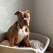 Milanos a rejoint le concours — aidez-le/la à gagner de superbes lots ! dog, pet, dog_bed, brown_dog, white_chest, indoor, tile_floor, wall, resting, sitting, canine, animal, companion, portrait, looking_away, ears_up, medium_sized_dog, furniture, quiet, calm