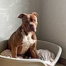dog, pet, dog_bed, brown_dog, white_chest, indoor, tile_floor, wall, resting, sitting, canine, animal, companion, portrait, looking_away, ears_up, medium_sized_dog, furniture, quiet, calm