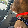 Milanos a rejoint le concours — aidez-le/la à gagner de superbes lots ! dog, car, collar, seat, window, hand, pet, animal, restraint, side_view, daylight, transportation, canine, travel, calm, companion, interior, leash, seatbelt, human