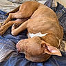 dog, sleeping, bed, pillow, stuffed_animal, brown_dog, indoor, cozy, resting, canine, cute, nap, blanket, patterned_bedding, pet, animal, fur, relaxation, snuggle, comfort