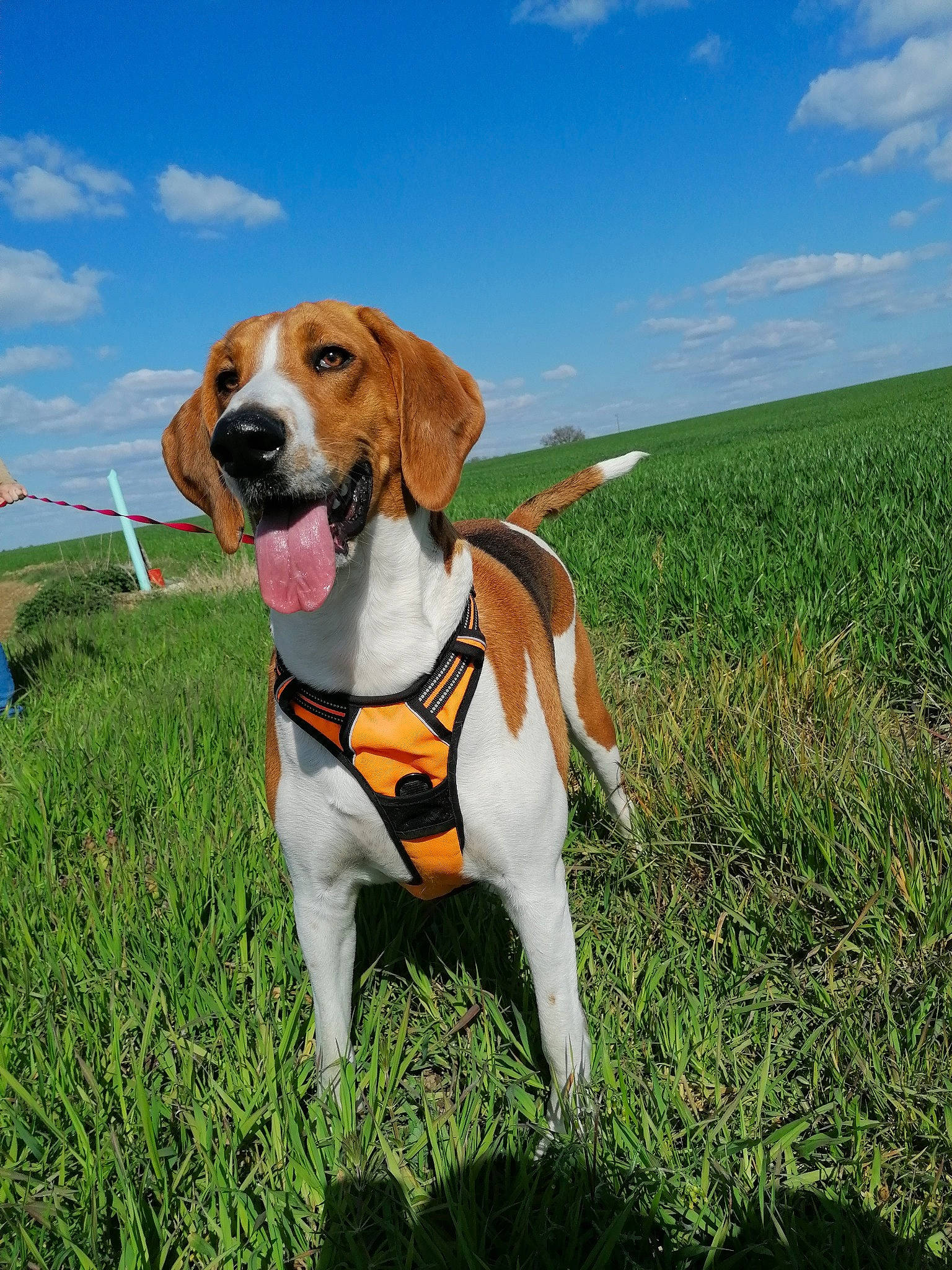 Orly a rejoint le concours — aidez-le/la à gagner de superbes lots ! beaglier, carnivore, cloud, collar, companion_dog, dog, dog_breed, dog_supply, fawn, grass, grassland, hound, pet_supply, plant, prairie, scent_hound, sky, snout, sporting_group, tail