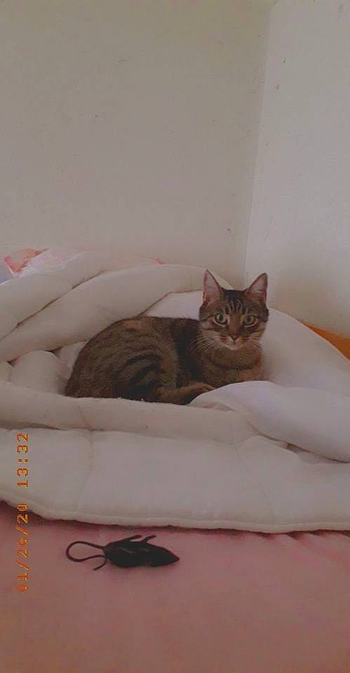 Mylla a rejoint le concours — aidez-le/la à gagner de superbes lots ! bed, bedding, carnivore, cat, cat_bed, cat_supply, comfort, couch, domestic_short_haired_cat, fawn, felidae, fur, linens, mattress, paw, pet_supply, sitting, small_to_medium_sized_cats, tail, whiskers