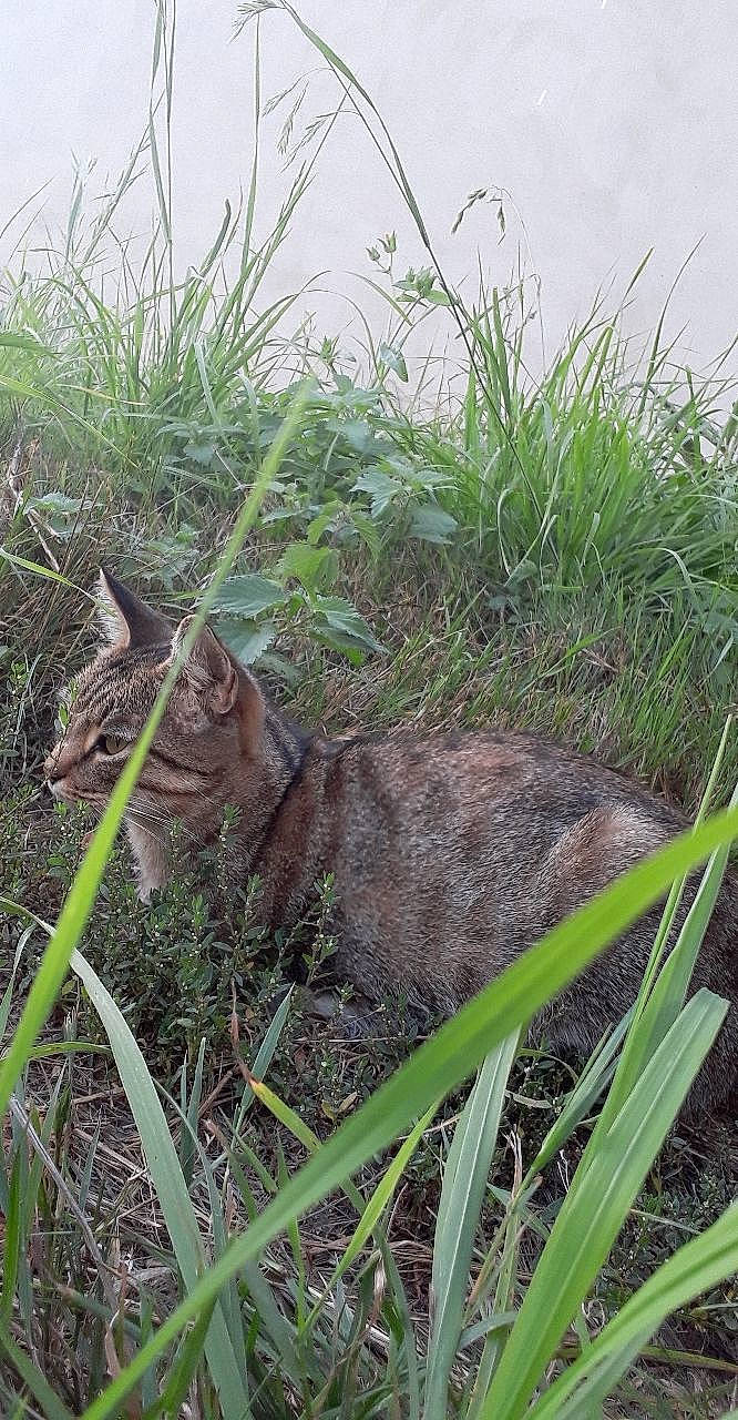Mylla participe au concours pour gagner de l'argent avec cette photo : carnivore, cat, dog_breed, domestic_short_haired_cat, fawn, felidae, grass, grass_family, grassland, groundcover, plant, plant_community, small_to_medium_sized_cats, snout, sporting_group, tail, terrestrial_animal, terrestrial_plant, vegetation, whiskers
