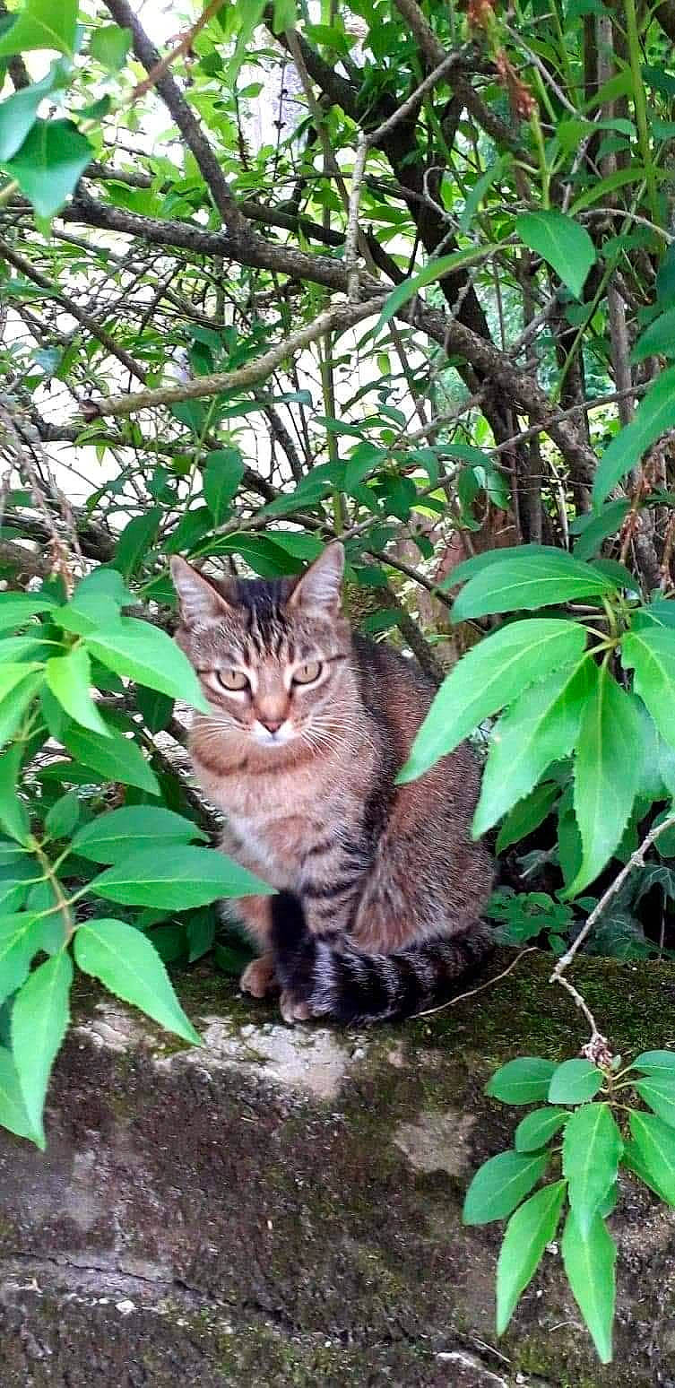 Mylla participe au concours pour gagner de l'argent avec cette photo : biome, botany, carnivore, cat, domestic_short_haired_cat, fawn, felidae, grass, groundcover, jungle, leaf, plant, small_to_medium_sized_cats, snout, tail, terrestrial_animal, terrestrial_plant, tree, vegetation, whiskers