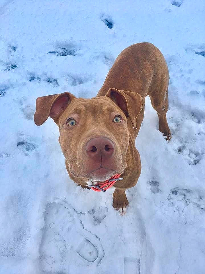 Olive is registered to the contest to win money with this photo: carnivore, collar, companion_dog, dog, dog_breed, dog_supply, fawn, freezing, liver, pet_supply, precipitation, snout, snow, sporting_group, winter, working_animal