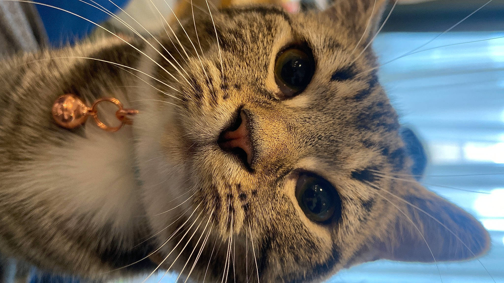 Tabitha is registered to the contest to win money with this photo: carnivore, cat, close_up, domestic_short_haired_cat, felidae, fur, iris, light, mammal, nose, paw, plant, sand, sky, small_to_medium_sized_cats, snout, terrestrial_animal, vertebrate, whiskers, wildlife