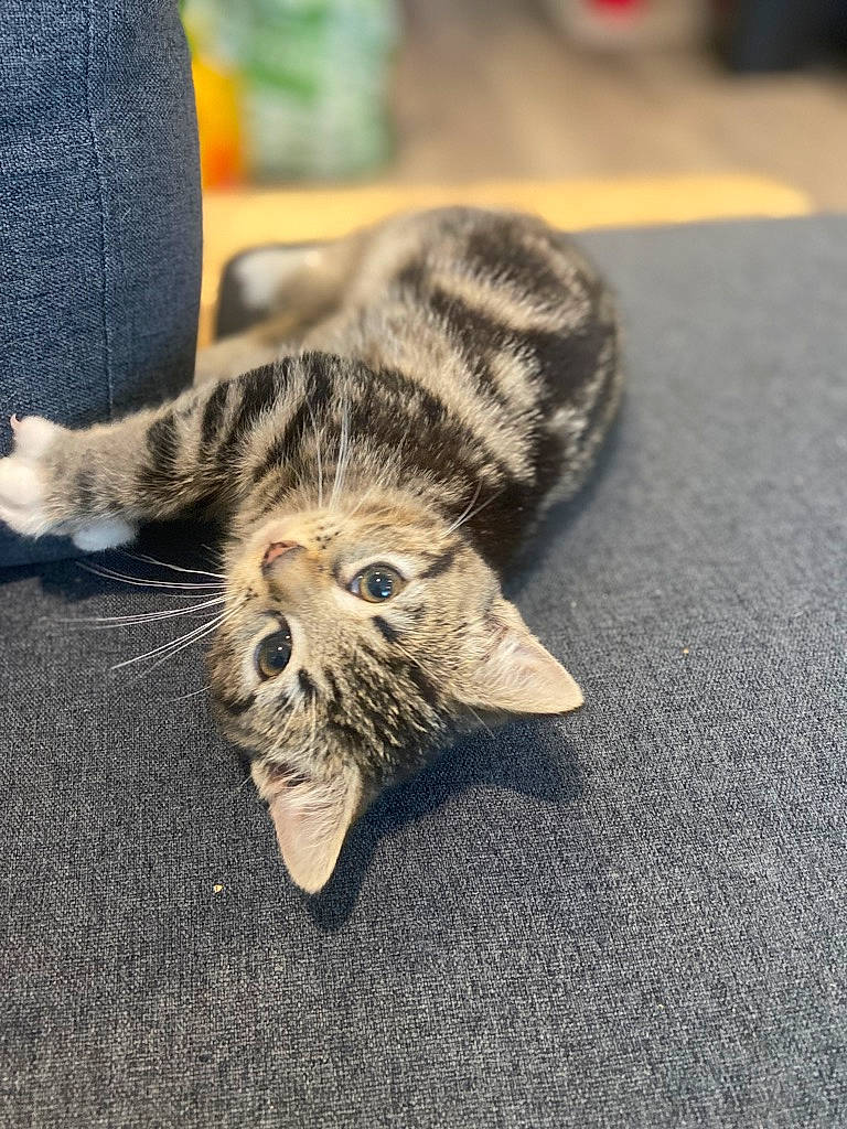 Tabitha is registered to the contest to win money with this photo: asphalt, carnivore, cat, claw, domestic_short_haired_cat, felidae, flooring, foot, fur, grey, paw, road_surface, sitting, small_to_medium_sized_cats, snout, tail, terrestrial_animal, whiskers, wildlife, wood