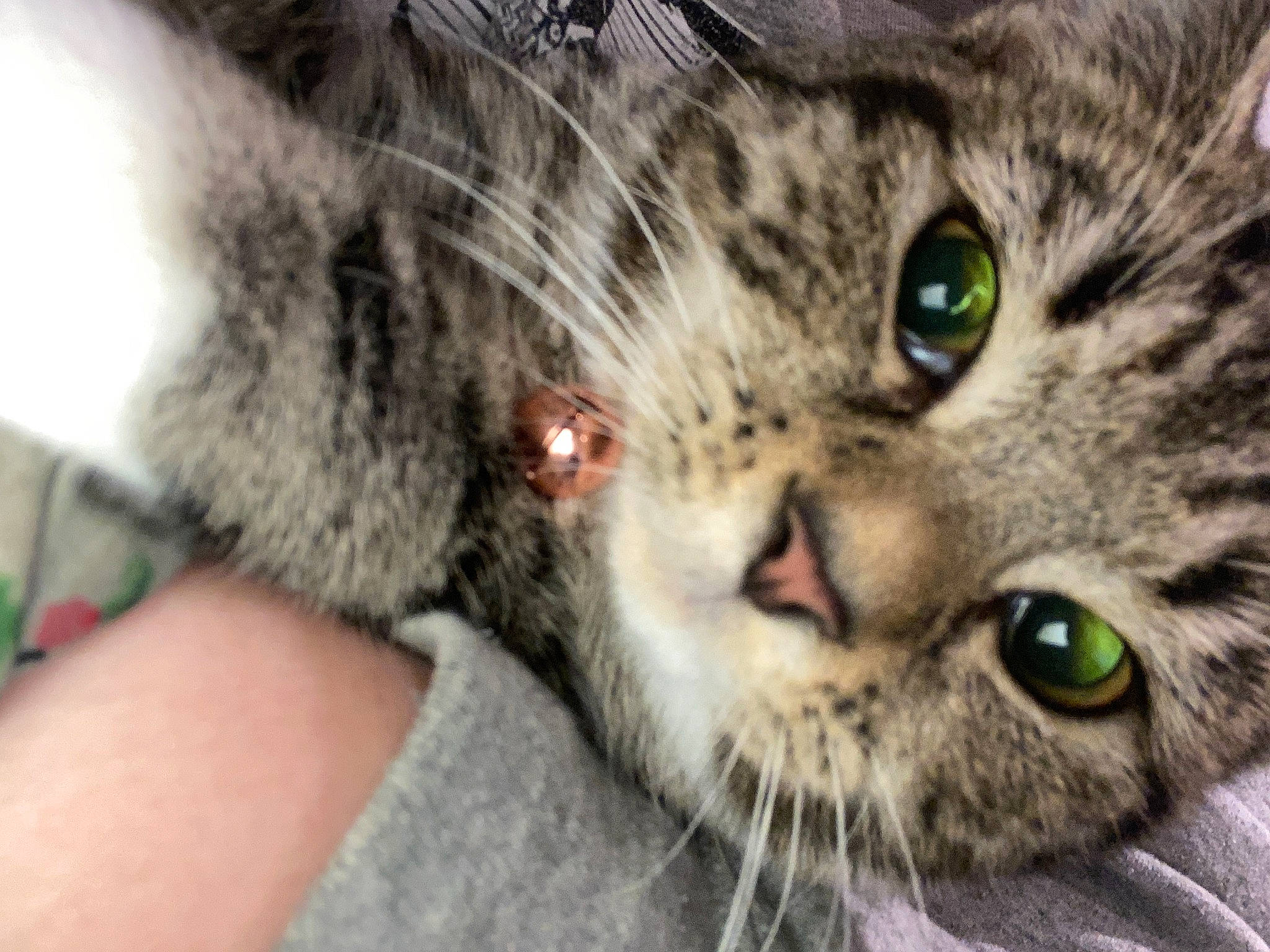 Tabitha joined the competition — help win amazing prizes! carnivore, cat, close_up, curious, domestic_short_haired_cat, ear, felidae, fur, small_to_medium_sized_cats, snout, terrestrial_animal, whiskers, wildlife