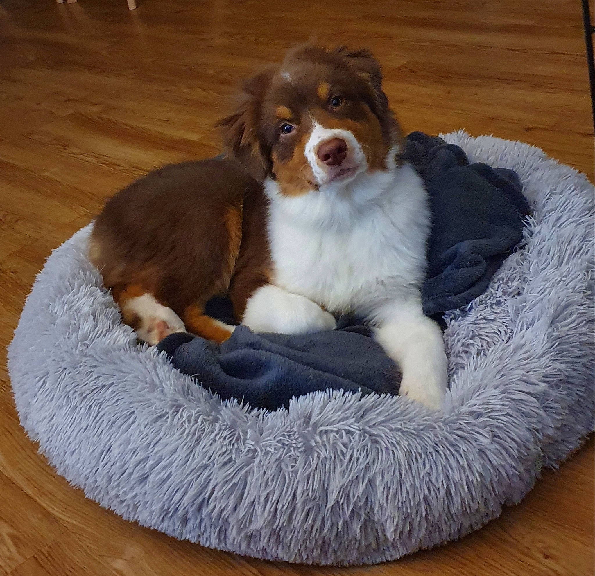 Joke a rejoint le concours — aidez-le/la à gagner de superbes lots ! australian_shepherd, bernese_mountain_dog, canidae, carnivore, companion_dog, dog, dog_bed, dog_breed, fur, kooikerhondje, mammal, miniature_australian_shepherd, puppy, puppy_love, rare_breed_dog, spaniel, sporting_group, vertebrate