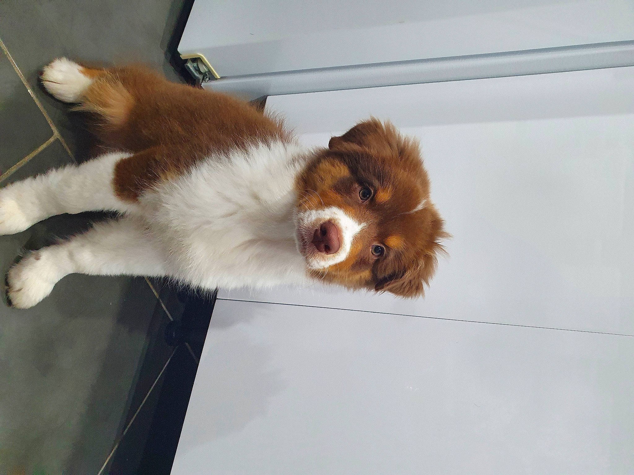 Joke a rejoint le concours — aidez-le/la à gagner de superbes lots ! canidae, carnivore, cat, companion_dog, dog, dog_breed, fur, kooikerhondje, mammal, sporting_group