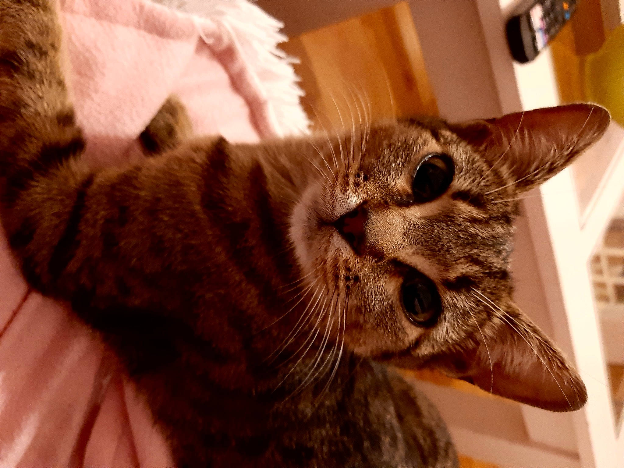 Gaufrette participe au concours pour gagner de l'argent avec cette photo : carnivore, cat, claw, comfort, domestic_short_haired_cat, ear, fang, felidae, fur, paw, small_to_medium_sized_cats, snout, terrestrial_animal, whiskers, wildlife