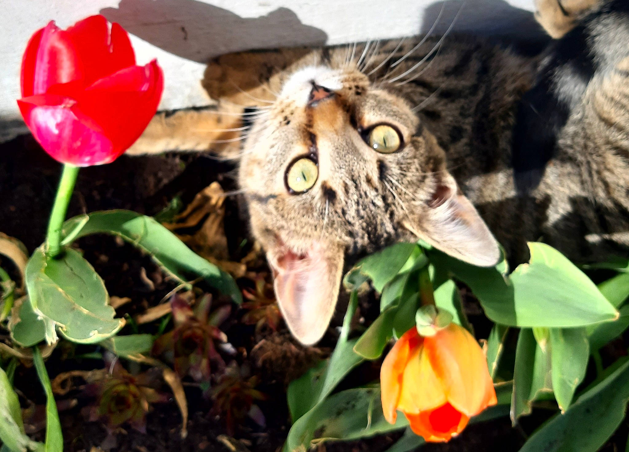 Gaufrette participe au concours pour gagner de l'argent avec cette photo : botany, carnivore, cat, close_up, fang, fawn, felidae, flower, flowering_plant, grass, groundcover, leaf, nature, organism, petal, plant, snout, terrestrial_animal, terrestrial_plant, whiskers