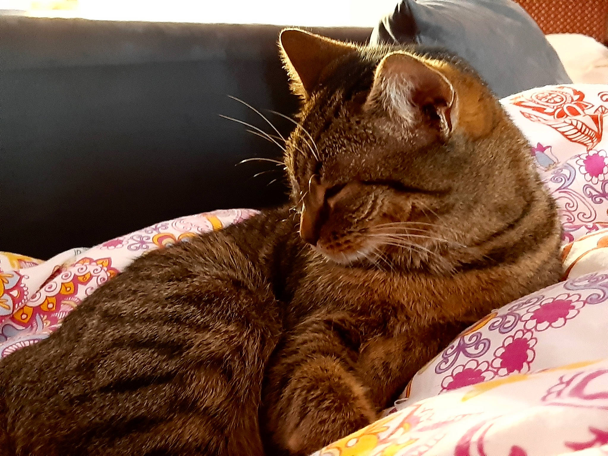 Gaufrette a rejoint le concours — aidez-le/la à gagner de superbes lots ! carnivore, cat, claw, comfort, domestic_short_haired_cat, fawn, felidae, fur, linens, nap, paw, sitting, sleep, small_to_medium_sized_cats, snout, tail, textile, whiskers