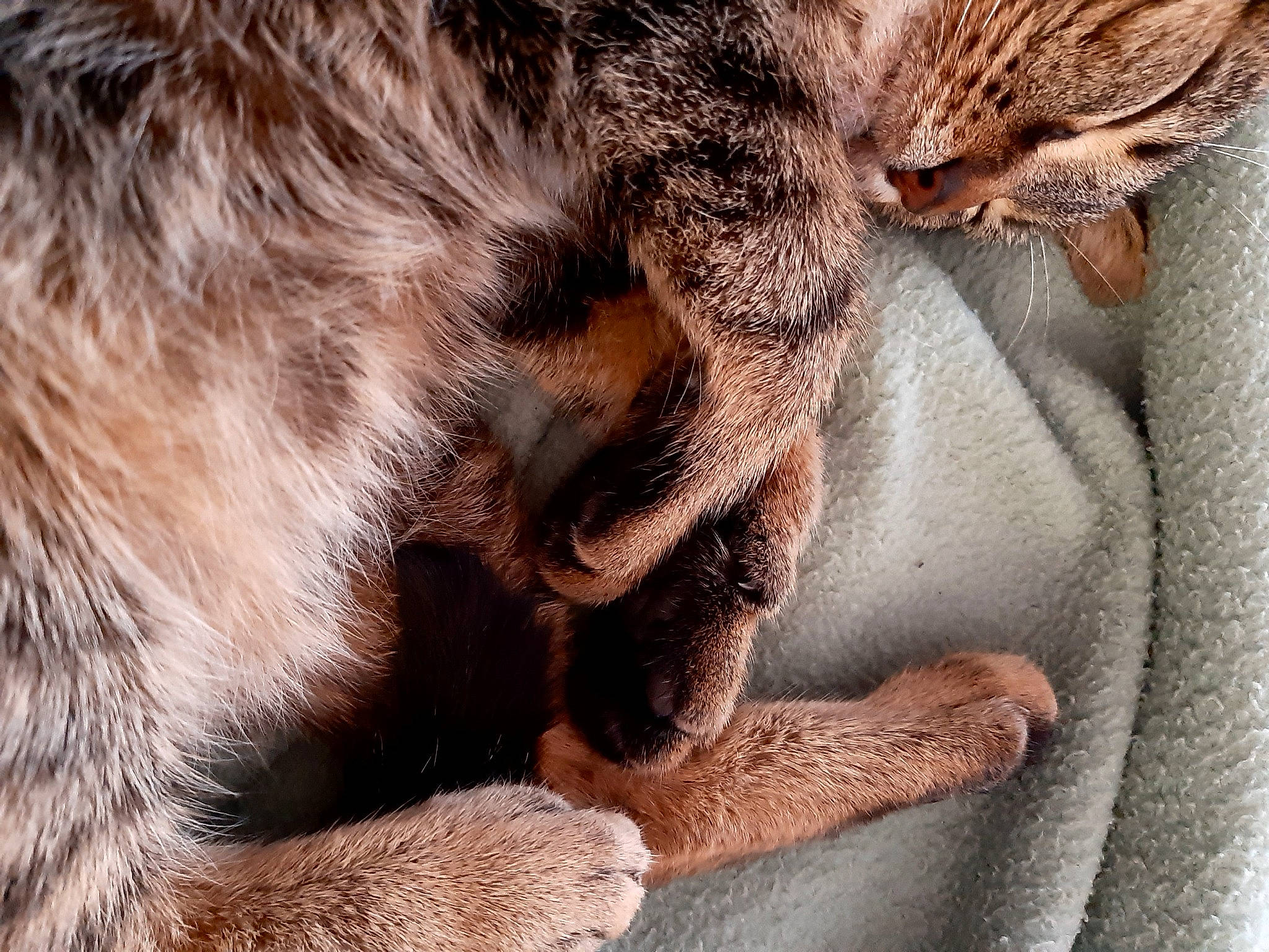 Gaufrette participe au concours pour gagner de l'argent avec cette photo : brown, carnivore, cat, claw, comfort, domestic_short_haired_cat, ear, fawn, felidae, fur, gesture, human_leg, leg, paw, small_to_medium_sized_cats, snout, tail, terrestrial_animal, whiskers, wildlife