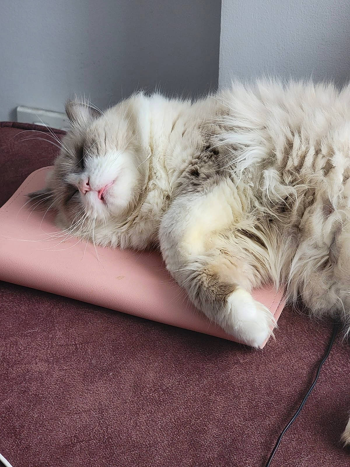 Claude is registered to the contest to win money with this photo: carnivore, cat, claw, comfort, domestic_short_haired_cat, felidae, fur, maine_coon, nap, paw, sleep, small_to_medium_sized_cats, snout, tail, whiskers