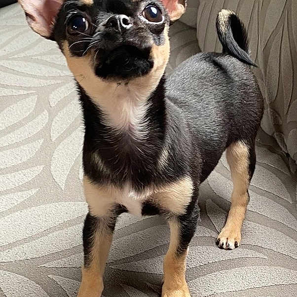 Beyou participe au concours pour gagner de l'argent avec cette photo : alert, animal, black_and_tan, canine, chihuahua, companion, couch, curious, cute, dog, domestic_animal, ears_up, fur, indoor, patterned_fabric, pet, puppy, small_dog, standing, young_dog
