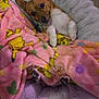 Chiquita joined the competition — help win amazing prizes! animal, blanket, brown, comfort, cozy, cute, dog, ears, face, fur, indoor, looking_up, paw, pet_bed, pink, resting, small_dog, soft, white, yellow