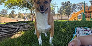 Chiquita joined the competition — help win amazing prizes! blanket, brown_dog, daytime, dog, grass, hand, leaves, nature, outdoor, park, pet, playground, recreation, relaxation, shade, slide, smiling, sunny, tree, white_chest
