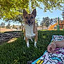 blanket, brown_dog, daytime, dog, grass, hand, leaves, nature, outdoor, park, pet, playground, recreation, relaxation, shade, slide, smiling, sunny, tree, white_chest