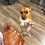 Chiquita is registered to the contest to win money with this photo: animal, brown_dog, couch, cute, dog, domestic, eager, flooring, focused, home, indoor, paw, pet, pleading_eyes, small_dog, standing, tongue_out, treat, white_chest, wooden_floor