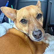 Chiquita joined the competition — help win amazing prizes! animal, blanket, brown_dog, canine, car_interior, close_up, comfort, dog, domestic_animal, ears, fluffy, fur, looking_back, nose, pet, portrait, relaxed, resting, seatbelt, whiskers