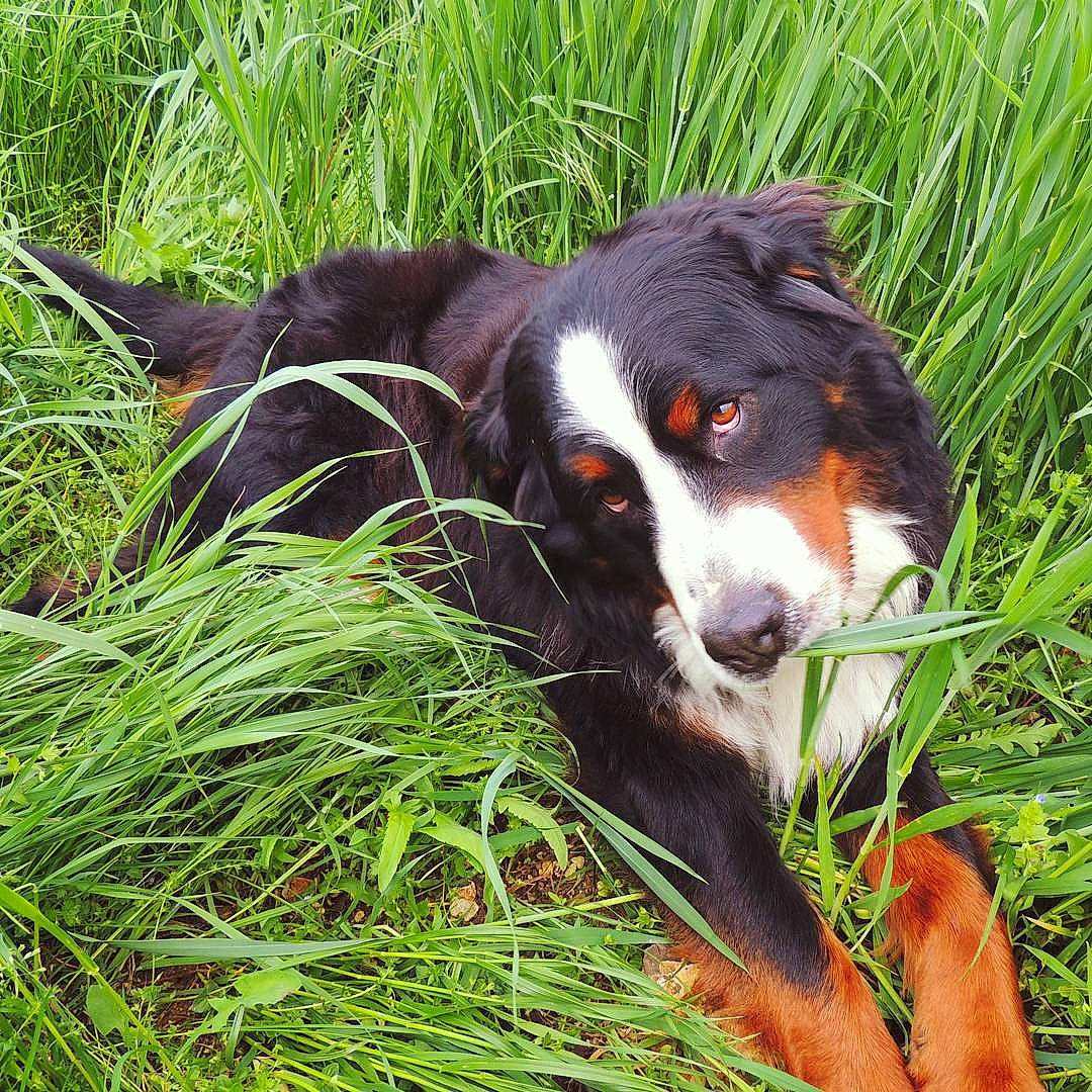 Sawyer participe au concours pour gagner de l'argent avec cette photo : appenzeller_sennenhund, australian_collie, bernese_mountain_dog, canidae, carnivore, companion_dog, dog, dog_breed, english_shepherd, entlebucher_mountain_dog, grass, greater_swiss_mountain_dog, hunting_dog, mammal, plant, sporting_group, vertebrate, welsh_sheepdog, working_dog