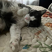 Layla is registered to the contest to win money with this photo: animal, bed, cat, cozy, cute, feline, floral, fluffy, gray, indoor, lying_down, mammal, paw, pet, quilt, relaxed, resting, sleepy, whiskers, white