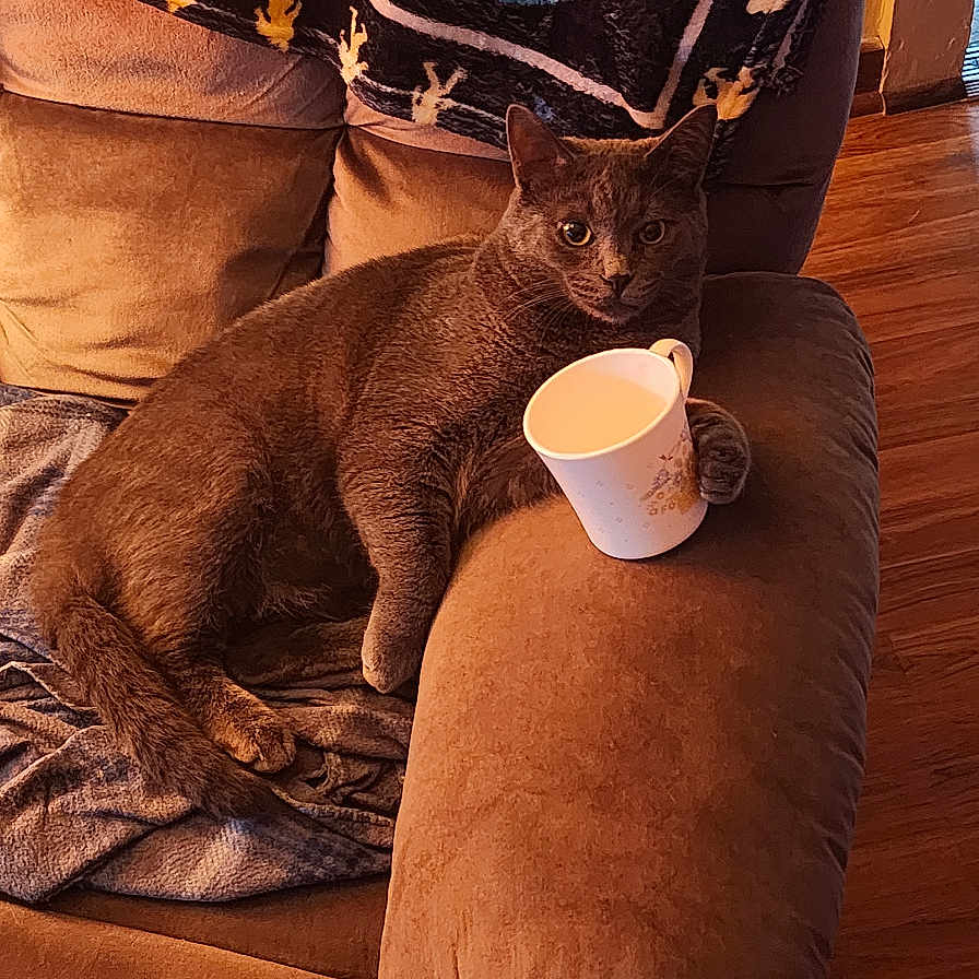 Tom is registered to the contest to win money with this photo: animal, architecture, armchair, beverage, building, cat, chair, coffee, coffeecup, couch, cup, cushion, furniture, hardwood, homedecor, indoors, livingroom, pet, room, wood