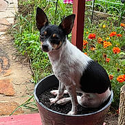 Mickie joined the competition — help win amazing prizes! dog, small_dog, flower_pot, soil, garden, outdoor, greenery, flowers, orange_flowers, plant_pot, pet, animal, sitting, black_and_white, canine, nature, grass, wooden_deck, curious, cute
