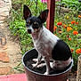 animal, black_and_white, canine, curious, cute, dog, flower_pot, flowers, garden, grass, greenery, nature, orange_flowers, outdoor, pet, plant_pot, sitting, small_dog, soil, wooden_deck