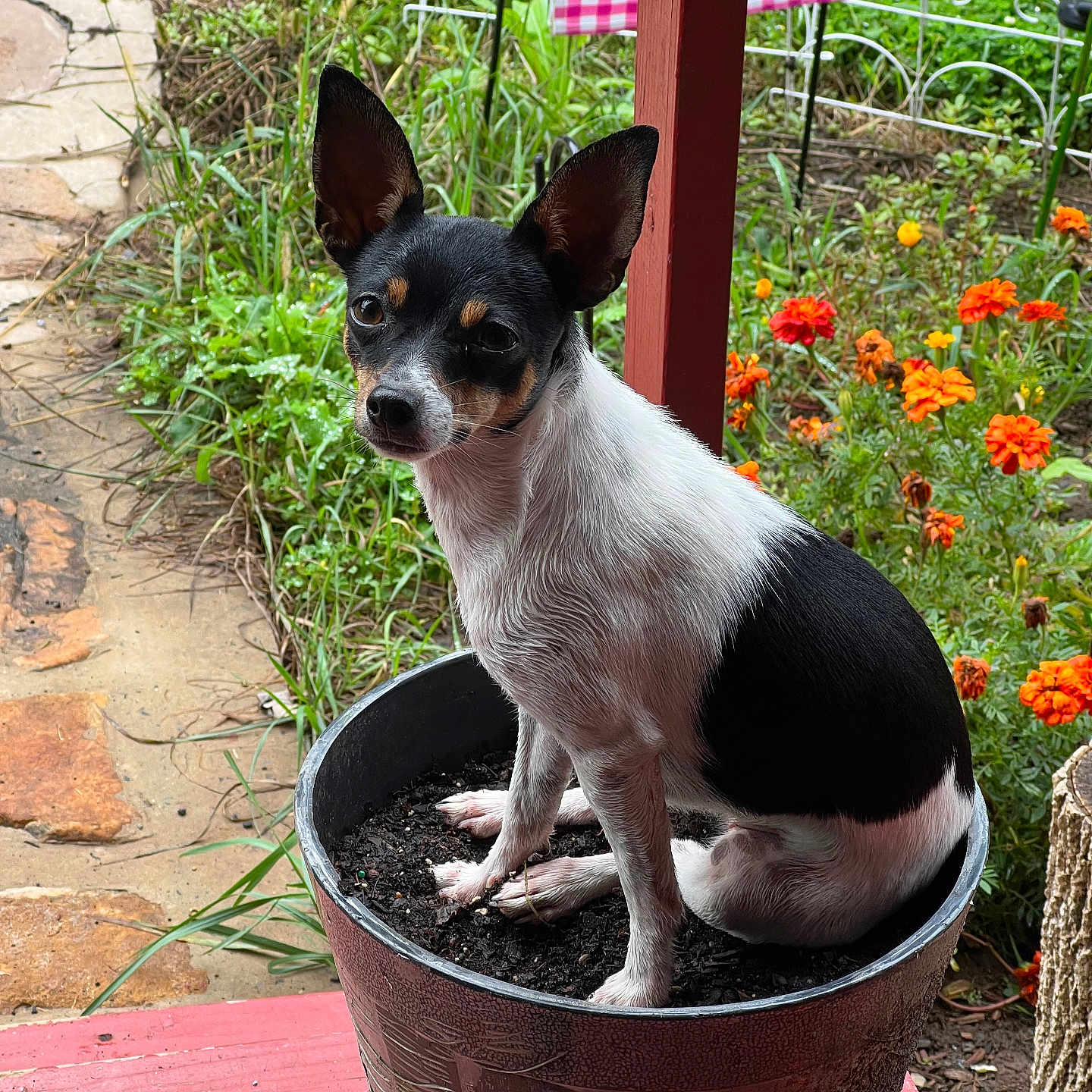 Mickie joined the competition — help win amazing prizes! animal, black_and_white, canine, curious, cute, dog, flower_pot, flowers, garden, grass, greenery, nature, orange_flowers, outdoor, pet, plant_pot, sitting, small_dog, soil, wooden_deck