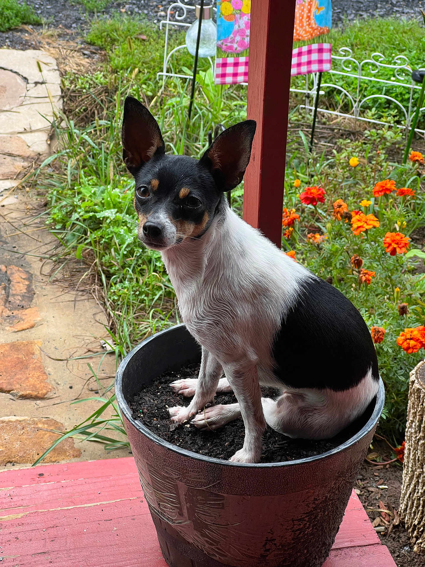 Mickie joined the competition — help win amazing prizes! dog, small_dog, flower_pot, soil, garden, outdoor, greenery, flowers, orange_flowers, plant_pot, pet, animal, sitting, black_and_white, canine, nature, grass, wooden_deck, curious, cute