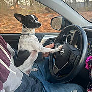 Sandy joined the competition — help win amazing prizes! autumn, black_and_white, car_interior, casual_clothing, collar, curious_expression, dog, indoor, jeans, lap, looking_back, paw_on_steering_wheel, person, pet, seat, side_mirror, small_dog, steering_wheel, trees, window