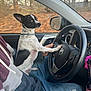 autumn, black_and_white, car_interior, casual_clothing, collar, curious_expression, dog, indoor, jeans, lap, looking_back, paw_on_steering_wheel, person, pet, seat, side_mirror, small_dog, steering_wheel, trees, window