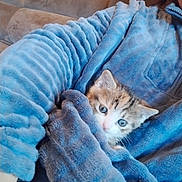 Kitten a rejoint le concours — aidez-le/la à gagner de superbes lots ! animal, blue_robe, cat, comfort, couch, cozy, curious, cute, fur, furniture, hand, home, indoor, kitten, person, pet, relaxing, small, snuggle, soft