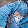 animal, blue_robe, cat, comfort, couch, cozy, curious, cute, fur, furniture, hand, home, indoor, kitten, person, pet, relaxing, small, snuggle, soft