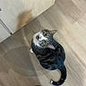 cat, tabby_cat, floor, wooden_floor, cabinet, looking_up, pet, indoor, curious, open_mouth, whiskers, tail, person, feet, sandals, toenails, black_pants, shadow, home, domestic_animal