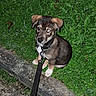puppy, dog, canine, brown_fur, black_fur, white_paws, floppy_ears, wide_eyes, sitting, leash, collar, outdoor, grass, greenery, garden, curb, concrete, portrait, pet, animal