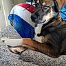dog, puppy, pet, animal, portrait, blue_eyes, floppy_ears, black_and_brown, white_chest, lying_down, relaxed, sleepy, side_eye, fluffy_blanket, cozy, indoors, couch, colorful_blanket, close_up, cute